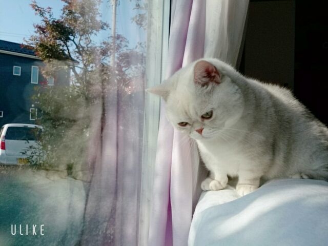 ねこカフェMimi