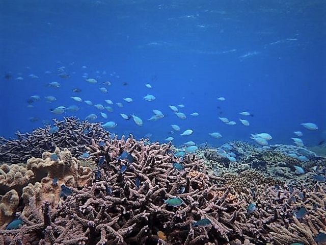 海の生き物にもたくさん会えますよ!_ドルフィン ループ