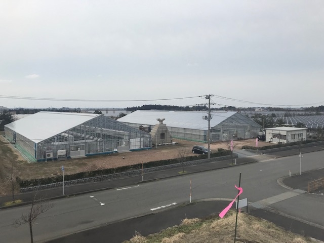 有限会社 安田興和農事 イチゴ園