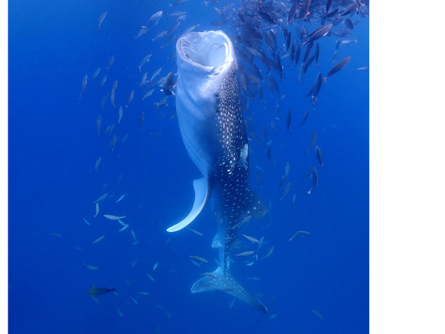 ジンベエザメに会いに行こう_Diving house CHABA Gua