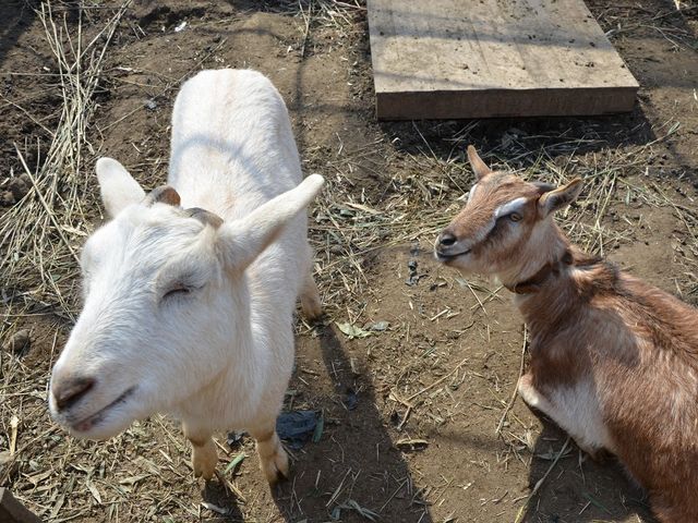 オーベルジュのマスコット山羊たちが笑顔でお迎えします_オーベルジュフジイフェルミエ