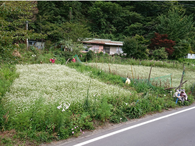 天空の村かかしの里(名頃集落、そば畑、9月)_祖谷渓タクシー