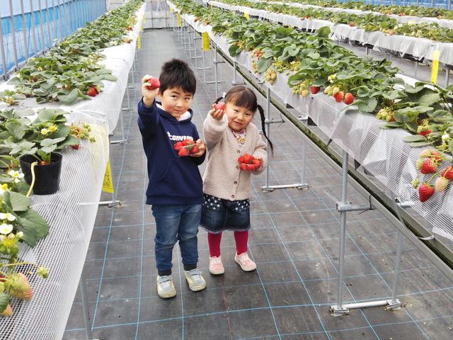 いちごの里 ストロベリーファーム