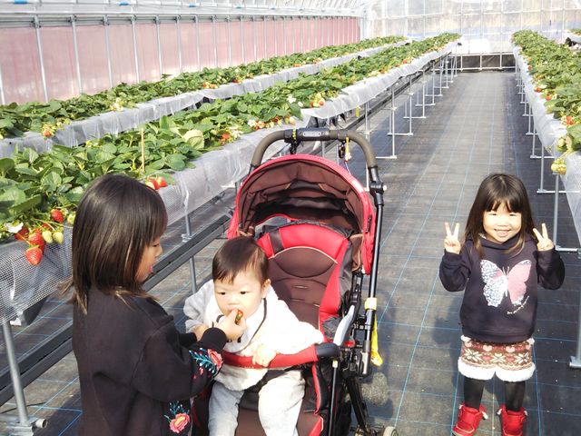いちごの里 ストロベリーファーム