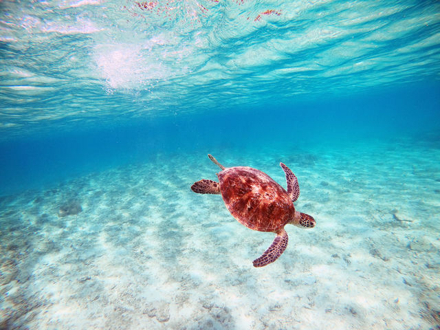 ウミガメシュノーケリング!_OCEANZ - オーシャンズ