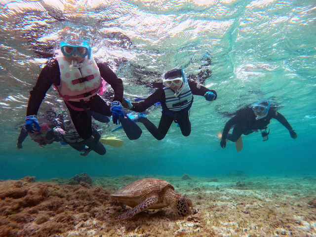 こんなに近くでウミガメと一緒に泳ぐことも♪_OCEANZ - オーシャンズ