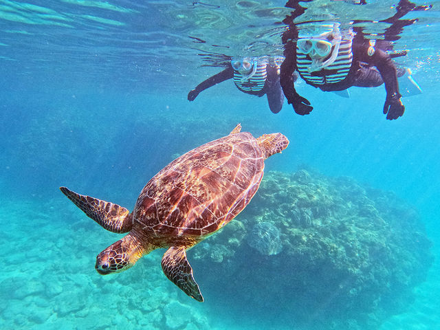 ウミガメの遭遇率は99.8%_OCEANZ - オーシャンズ