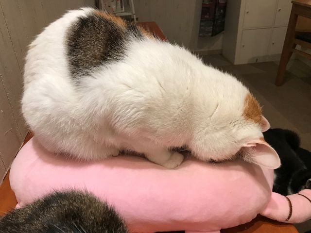猫カフェ Tango