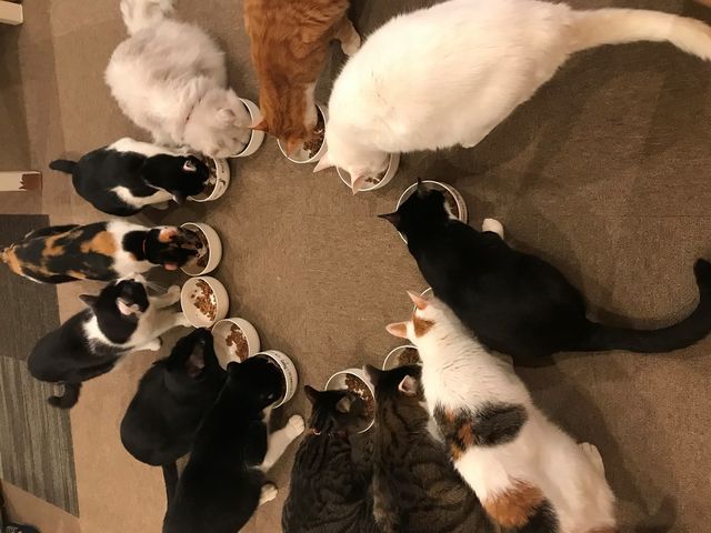 猫カフェ Tango