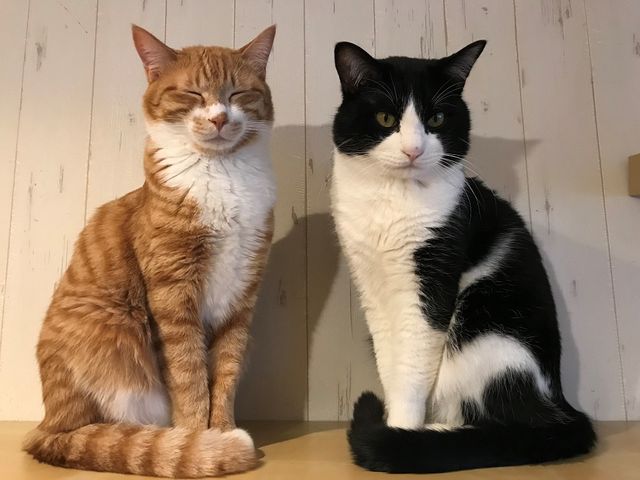 猫カフェ Tango