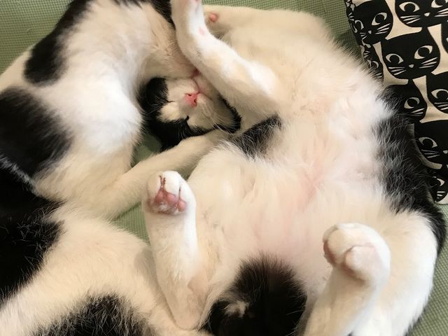 猫カフェ Tango