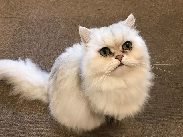 猫カフェ Tango