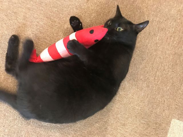 猫カフェ Tango