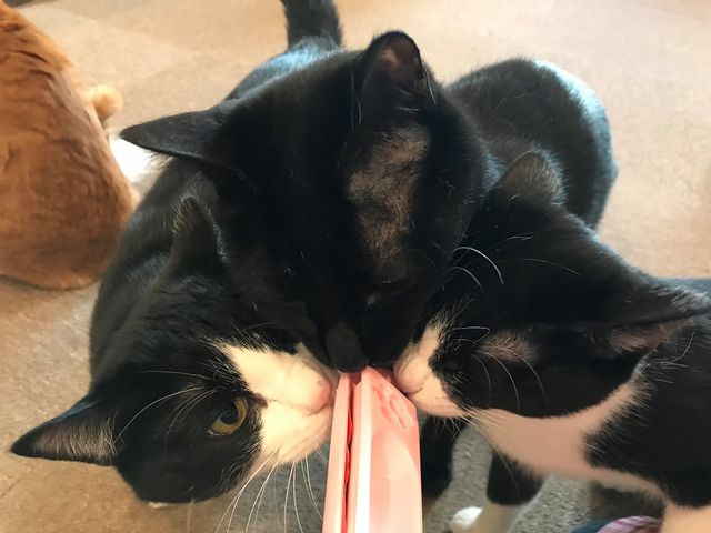 猫カフェ Tango