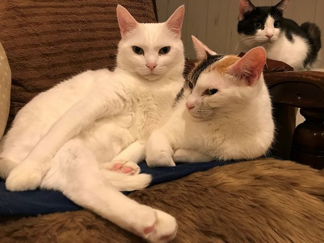 猫カフェ Tango