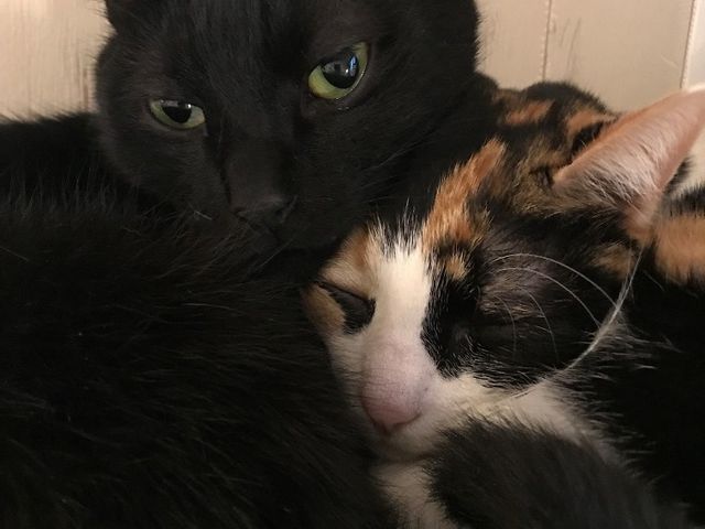 猫カフェ Tango