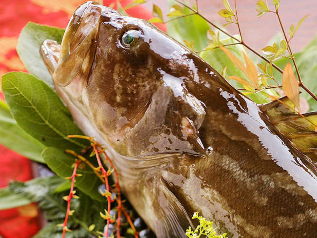 【クエ】“幻の高級魚”を謳われるクエを存分に!_名湯と紀州の幸を愉しむ宿 朝日楼