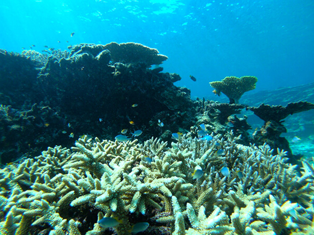 サンゴ礁に生息するカラフルな熱帯魚も種類豊富_アクアベース