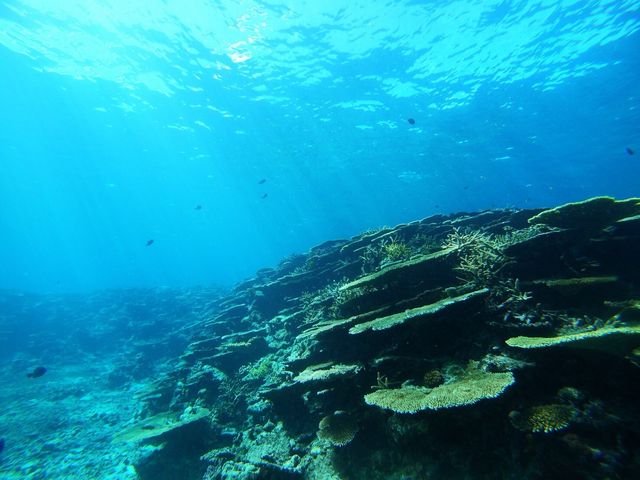 サンゴの楽園・八重干瀬は水深が浅いポイントもあるのでサンゴや生き物との距離が近いのでシュノーケリングでも”海の中の世界感”を十分堪能できます_アクアベース