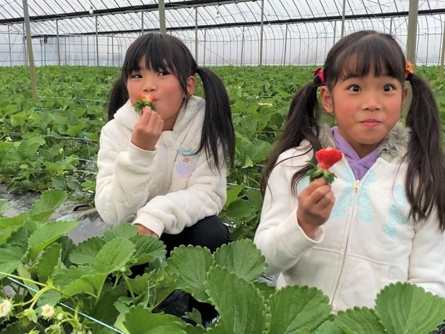 あまおう株数日本一!!2019年OPENの新しい農園!!_うるう農園