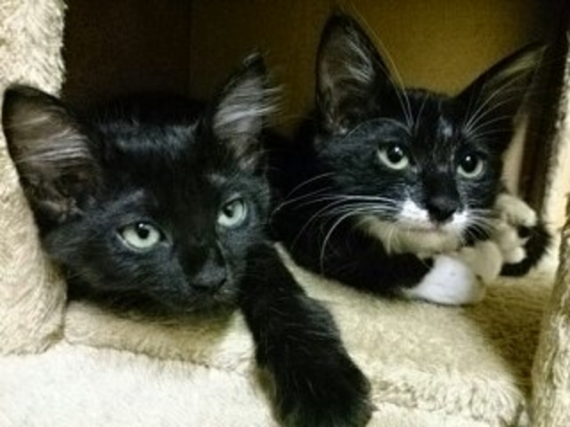 よもぎ&リオ_Cat village 〜猫の村〜