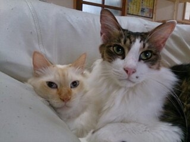 野向&アッちゃん_Cat village 〜猫の村〜