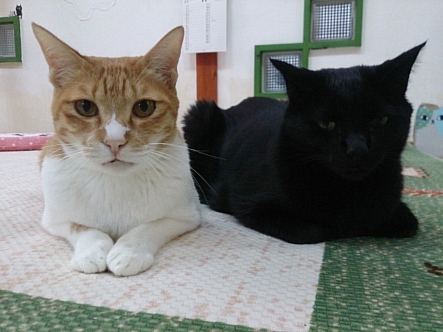 竹輪&九_Cat village 〜猫の村〜