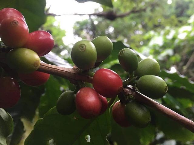 広島の珈琲 家庭焙煎教室と生豆・焙煎豆販売のお店「caffe fresco Nagi」