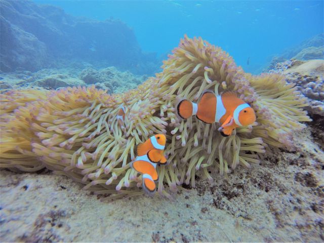 モルダイブ (MalDive)