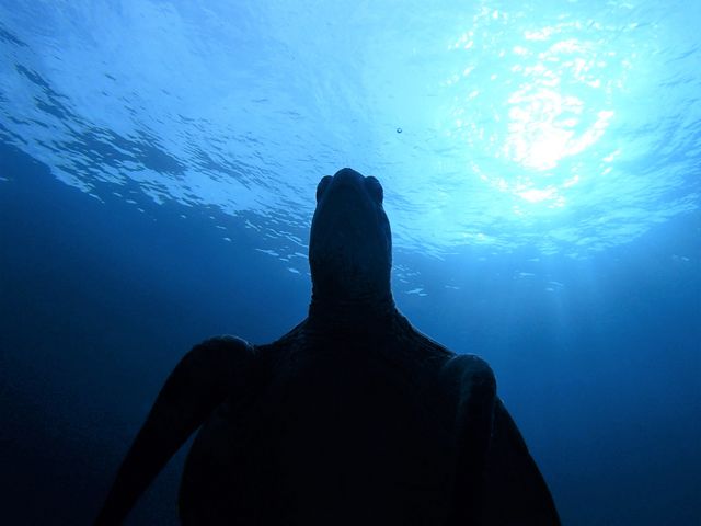 モルダイブ (MalDive)