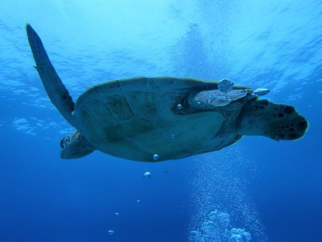 モルダイブ (MalDive)