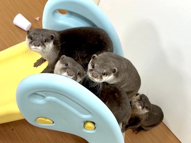 コツメイト池袋サンシャイン店