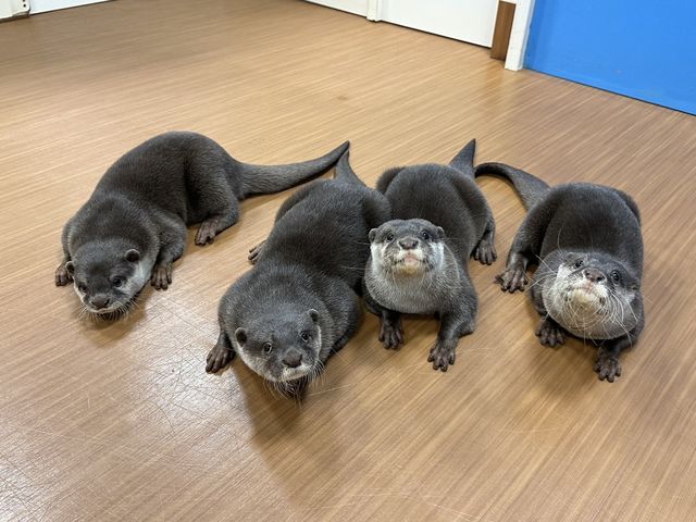 コツメイト池袋サンシャイン店
