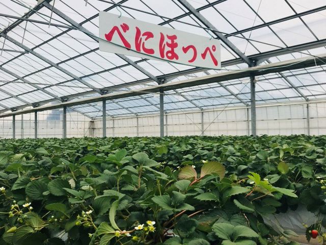 はるおかいちご園