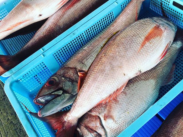 マルマツ10-20キロ☆餌釣りで釣れます!!_薩摩 遊漁船団-糸