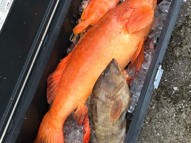 高級魚☆どう付き仕掛けで釣りました!_薩摩 遊漁船団-糸