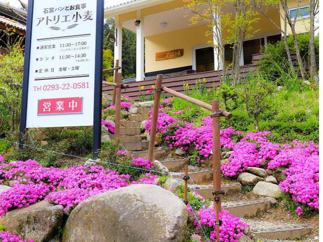 4月中頃から入口階段の芝桜が満開です。_アトリエ小麦