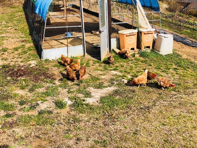 放し飼い地鶏の卵が食卓へ_四季彩菜工房