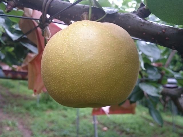 優峰園フルーツランド