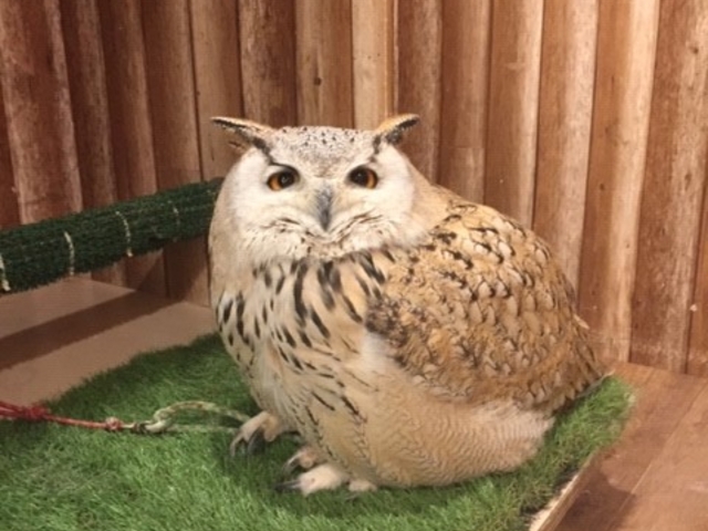 ふくろうの家族