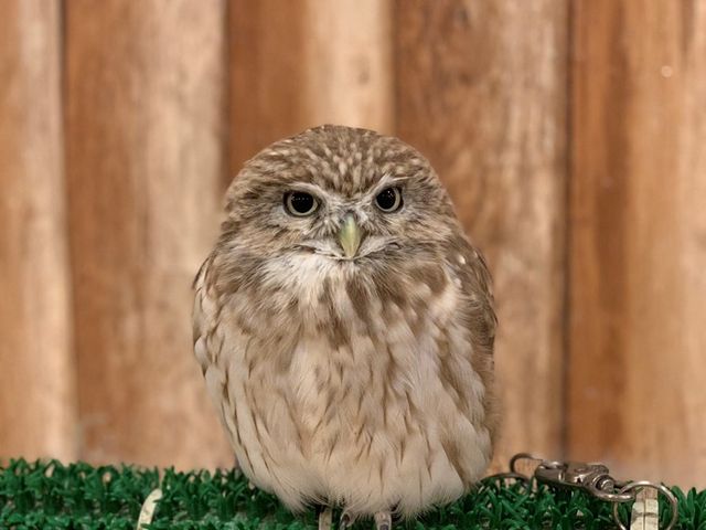 ふくろうの家族