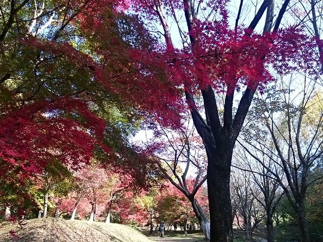 紅葉の森