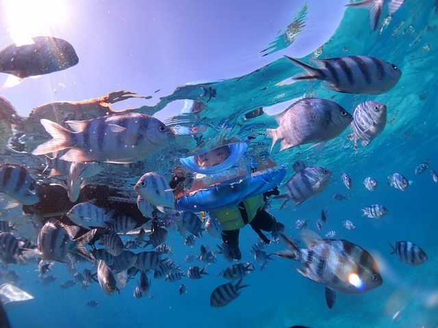 水面までお魚が来るので、近くでたくさんのお魚と遊べます♪_aoiダイビングサービス