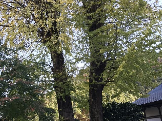 吉祥寺
