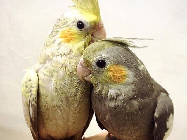 ことりと