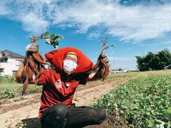 @FARM(アット・ファーム)~いちご狩り・さつまいも堀り・トマト生産&直売~の写真1