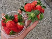 joumonfarm(じょうもんふぁーむ)の写真4