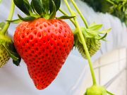 joumonfarm(じょうもんふぁーむ)の写真3
