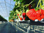 Ciel farm(シエルファーム)の写真2