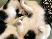 猫カフェ Tangoの写真4